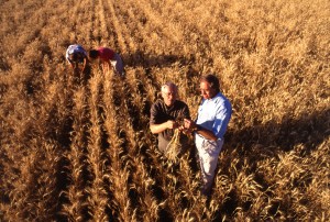 men inspecting wheat
